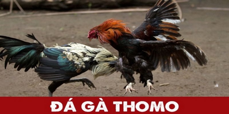 Tìm hiểu về hình thức đá gà Thomo nổi trội